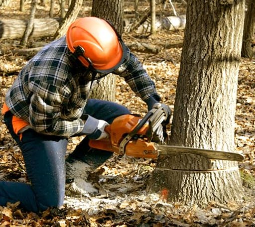 Tree Removal in Big Lake, TX